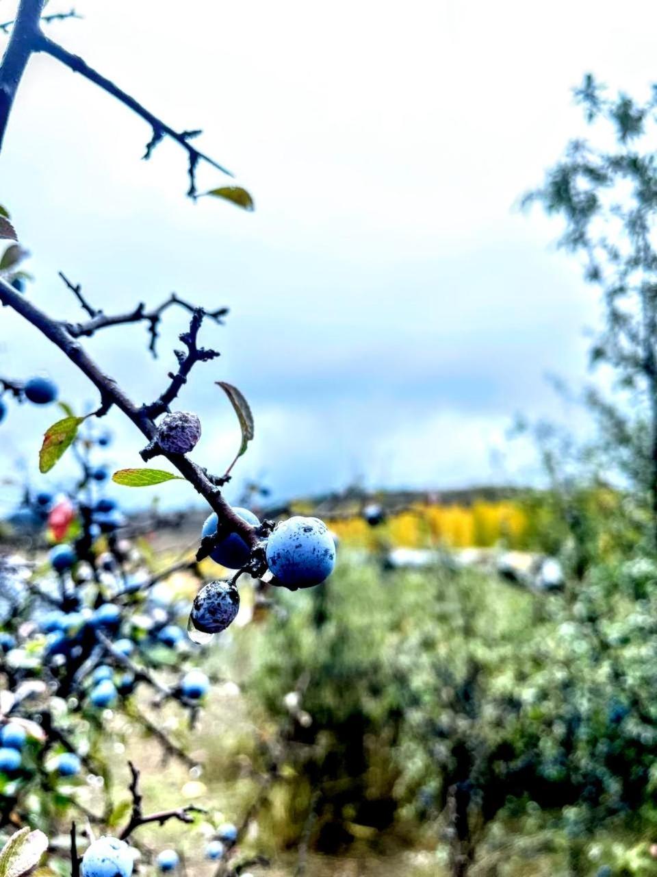 Alojamiento Rural Los Gancheros Траґасете Екстер'єр фото
